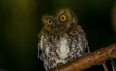 Bearded Screech-Owl on branch – nocturnal bird species seen during Chiapas night birding trip