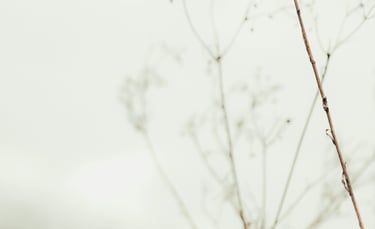 image of a plat with grey sky reflecting energy medicine
