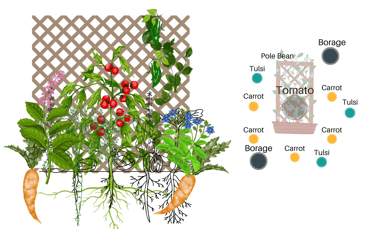 Permaculture Guilds