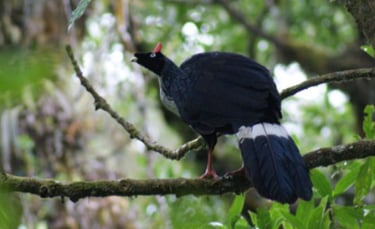 A Horned Guan with a red horn sits in a forest near the Tacana Volcano on a Sabes Aves birding tour