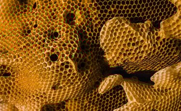 Bičių vaškas. Vaško nauda. Korys