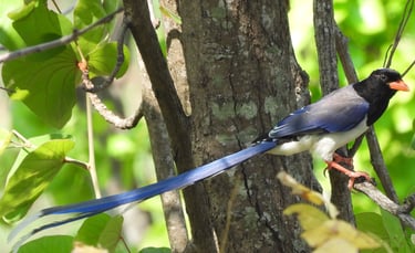 bird in the forest in Dailehk district