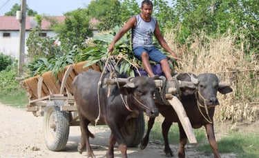 man riding an ox cart in Thakurdwara 