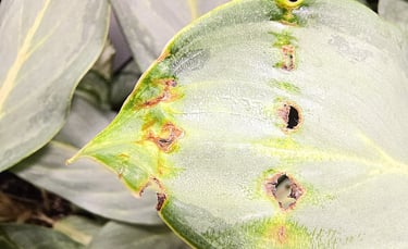 Holes in Aglaonema Ghost leaves