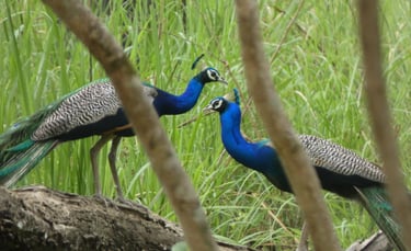peacocks in Bardiya