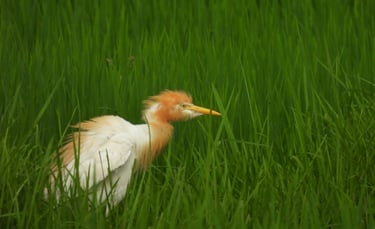 castern cattle egret near mohana river
