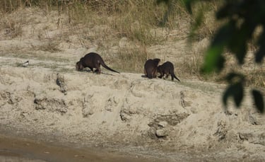 otters on a walk in Bardiya