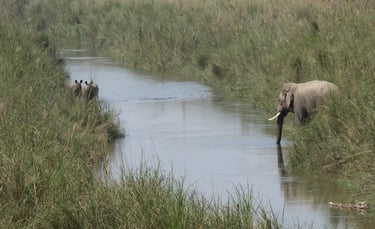 rhinos and elephants drinking