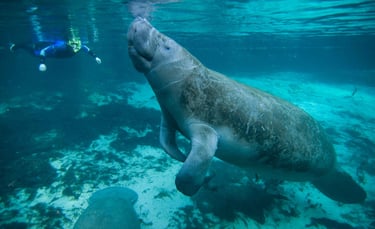 swimming with manatees homosassa state park