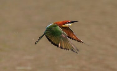 bee-eater in flight over Mohana river