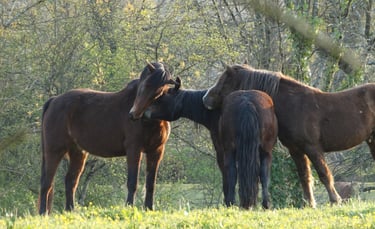 trois chevaux d'équithérapie se renifflant l'un à la tête sur le dos de l'autre
