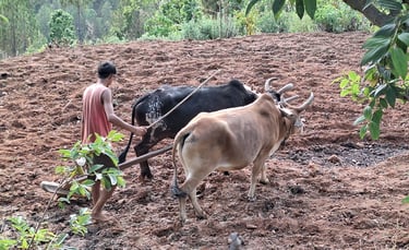 plowing work in the mountains