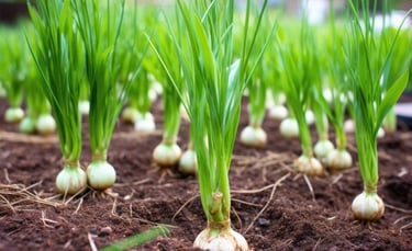 garlic