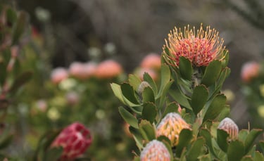 Protea in the fynbos