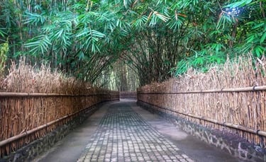 The Famous Penglipuran Bamboo Forest