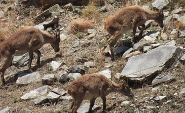 Gorals in Dolpo
