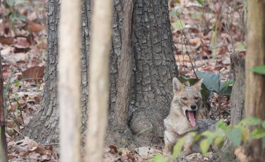 Jackal in Bardia National Park