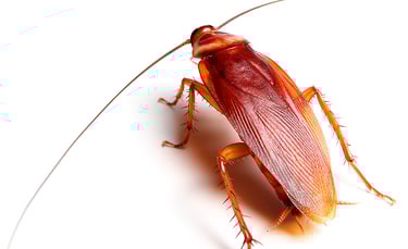 American Cockroach