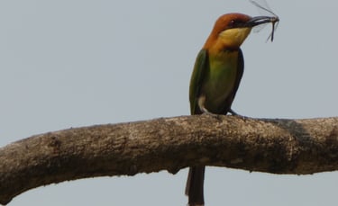 Oriental bee-eater