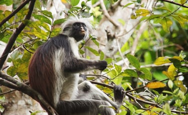 Zanzibar red colobus and Sykes monkeys in the forest canopy of Jozani Forest, perfect for wildlife photography