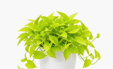 Neon green pothos