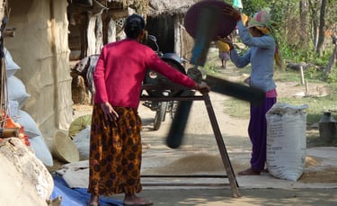 séparation au ventilateur des grains de riz à Thakudwara
