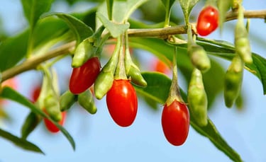 goji