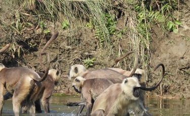 langurs fishing in Bardiya