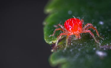Red spider mite plant pest