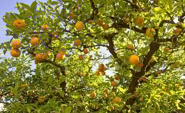 lemon tree