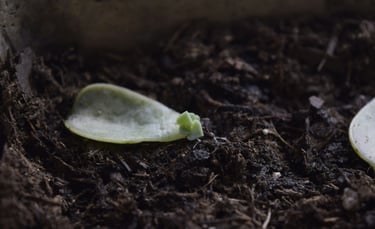 Cactus propagation on soil