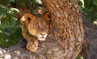 Lion in a tree