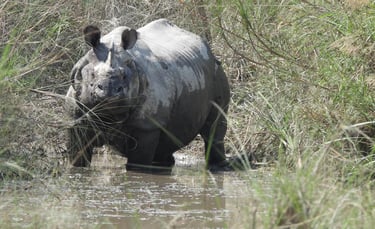 rhino dans le Parc National de Bardiya