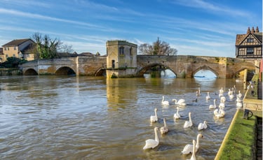 swans and ducks in the water near the chapel bridge in st ives cambridgeshire
