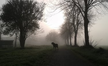 a dog standing in the middle of a field