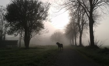 a dog standing in the middle of a field