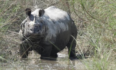 Rhino into the river in Bardiya