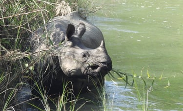 rhino eatin in Bardiya National Park