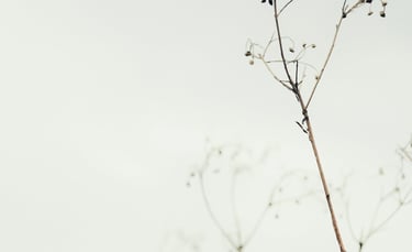 image of a plat with grey sky reflecting energy medicine