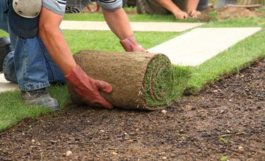freshly laying sod 