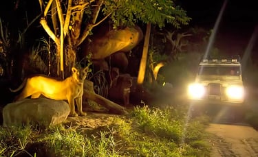 Bali Safari Night Safari