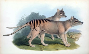 a drawing of a Tasmanian Tiger
