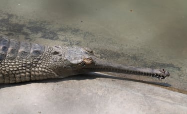gharial of the Ganges near the Mohana River