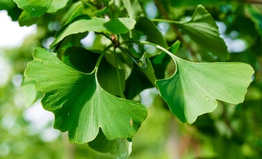 ginkgo biloba leaves