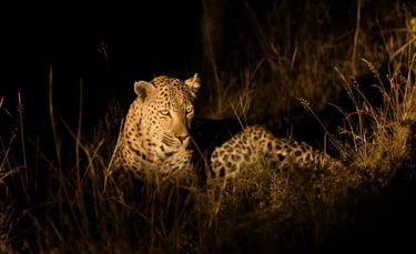 Bali Safari Night Safari