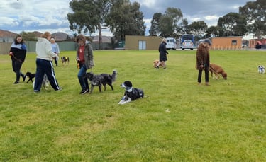 Dog group class walking on lead no pulling