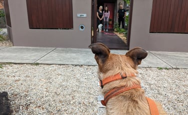 Japanese Spitz dog learning not to go out the gate with Lego dog standing outside
