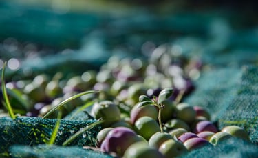 Freshly harvested green and purple olives resting on a traditional turquoise harvesting net.
