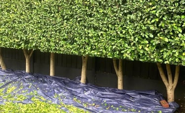 cutting a laurel hedge in sunderland