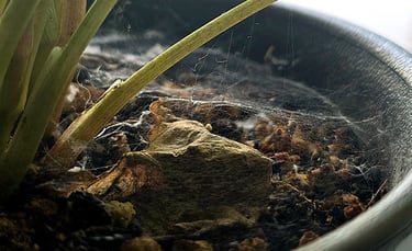 Spider Mite webs covering the bottom of a plant pot